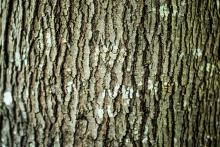 Maple Tree Bark