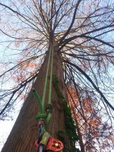 climbing rope installed in bald cypress