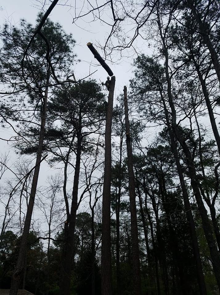 top down pine tree removal