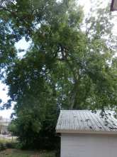 overgrown tree pruning of Hackberry Tree in cola sc Olympia-Granby Mill Village Museum