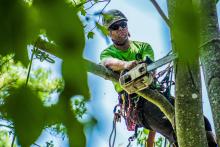 Removing the Maple Tree Limb with the Stihl Chainsaw