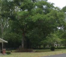 big oak tree removal in lexington south carolina
