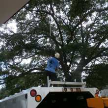 water oak tree trimming at Olympia-Granby Mill Village Museum Columbia South Carolina