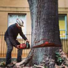 Removing a Tree on University of South Carolina Campus