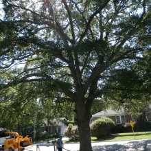 pruning a tree in columbia sc at Olympia-Granby Mill Village Museum with pole pruner