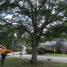 under trimming of a wild cherry tree in cola, sc 29201