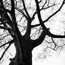 willow oak (Quercus phellos)