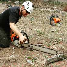 stihl chainsaw Water Oak Removal