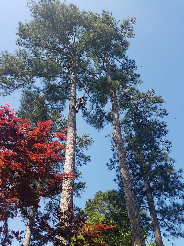 pine trees in irmo sc